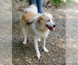 Great Pyrenees-Unknown Mix Dogs for adoption in Croydon, NH, USA