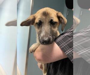 Mutt Dogs for adoption in Newton, NC, USA