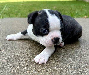 Boston Terrier Puppy for sale in GARFIELD, AR, USA