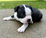 Image preview for Ad Listing. Nickname: Alfie