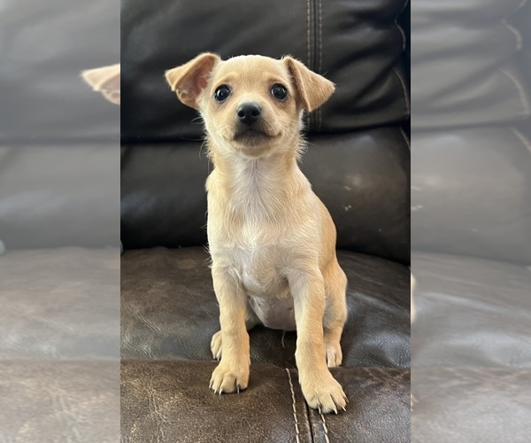 Medium Photo #4 Chihuahua-Chiweenie Mix Puppy For Sale in CLOVER, SC, USA
