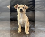 Small Photo #4 Chihuahua-Chiweenie Mix Puppy For Sale in CLOVER, SC, USA