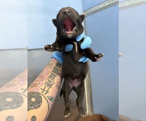 Labrador Retriever-Unknown Mix Dogs for adoption in San Bernardino, CA, USA