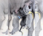 Small Photo #7 Great Dane Puppy For Sale in OLATHE, CO, USA