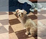 Small #5 Brussels Griffon-Havanese Mix