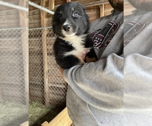 Australian Shepherd Puppy for sale in BRUCEVILLE, IN, USA