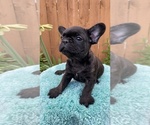 Small Photo #5 French Bulldog Puppy For Sale in CHESAPEAKE, VA, USA