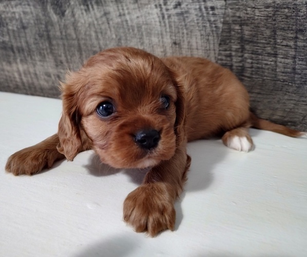 Full screen Photo #1 Cavalier King Charles Spaniel Puppy For Sale in CLARK, MO, USA