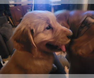 Golden Retriever Dog for Adoption in DALLASTOWN, Pennsylvania USA