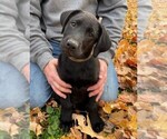 Small Photo #1 Labrador Retriever Puppy For Sale in COOKEVILLE, TN, USA