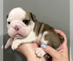 Small Photo #11 English Bulldog Puppy For Sale in EVEREST, KS, USA
