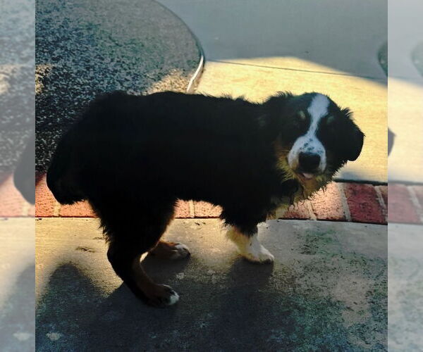 Medium Photo #10 Australian Shepherd Puppy For Sale in San Juan Capistrano, CA, USA