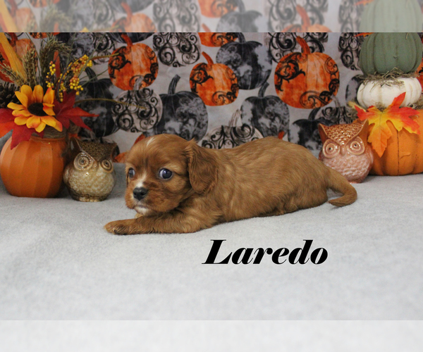 Medium Photo #13 Cavalier King Charles Spaniel Puppy For Sale in CHANUTE, KS, USA