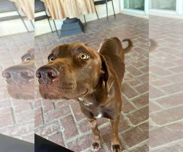 Medium Photo #5 Labrador Retriever-Unknown Mix Puppy For Sale in San Diego, CA, USA