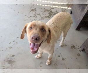 Labrador Retriever Dogs for adoption in Clovis, CA, USA
