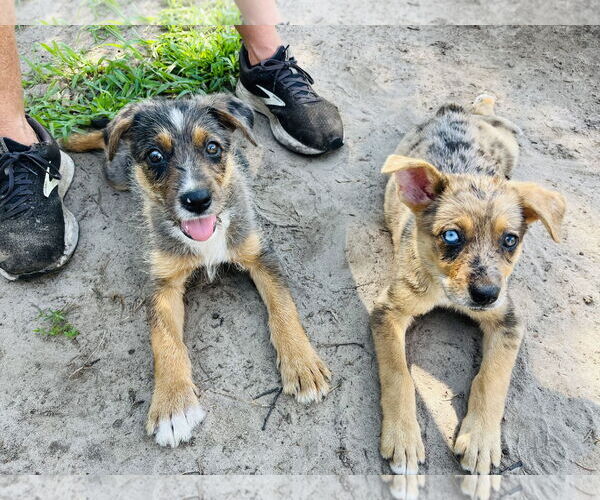 Medium Photo #5 Australian Shepherd-Unknown Mix Puppy For Sale in Princeton, MN, USA