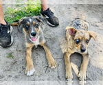 Small #4 Australian Shepherd Mix