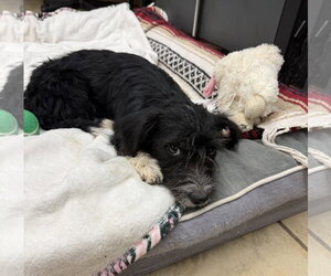 Mutt Dogs for adoption in El Centro, CA, USA