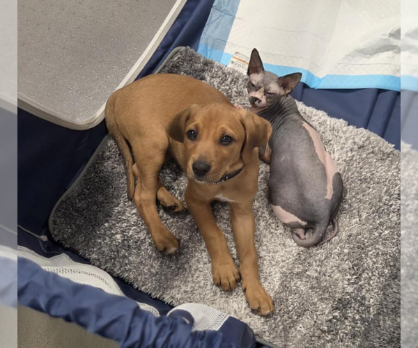 Medium Photo #5 Labbe Puppy For Sale in Rockville, MD, USA