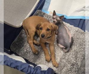 SAVANNAH'S LITTER: JAKE PERALTA - Male Labbe Dog for Adoption - Photo #5