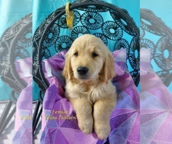 Medium Photo #9 Golden Retriever Puppy For Sale in SACRAMENTO, CA, USA
