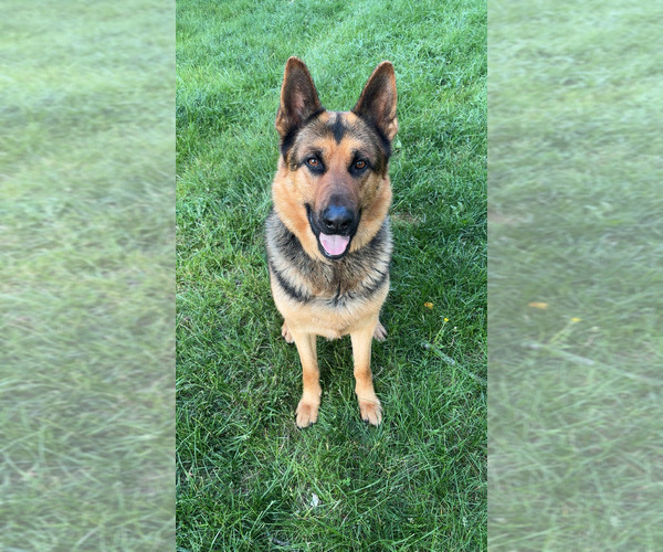 Medium Photo #1 German Shepherd Dog Puppy For Sale in LIVINGSTON, NJ, USA