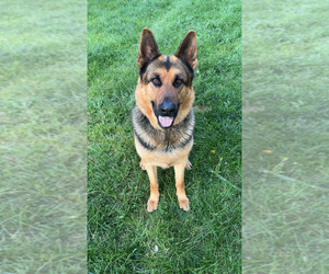 Father of the German Shepherd Dog puppies born on 05/23/2025