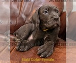 Small Photo #13 Cane Corso Puppy For Sale in LA PLATA, MD, USA