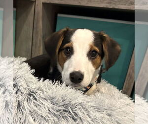 Australian Shepherd-Beagle Mix Dogs for adoption in Wakefield, RI, USA