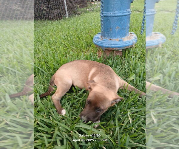 Medium Photo #3 Labrador Retriever-Unknown Mix Puppy For Sale in Oak Bluffs, MA, USA