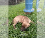 Small #2 Labrador Retriever Mix