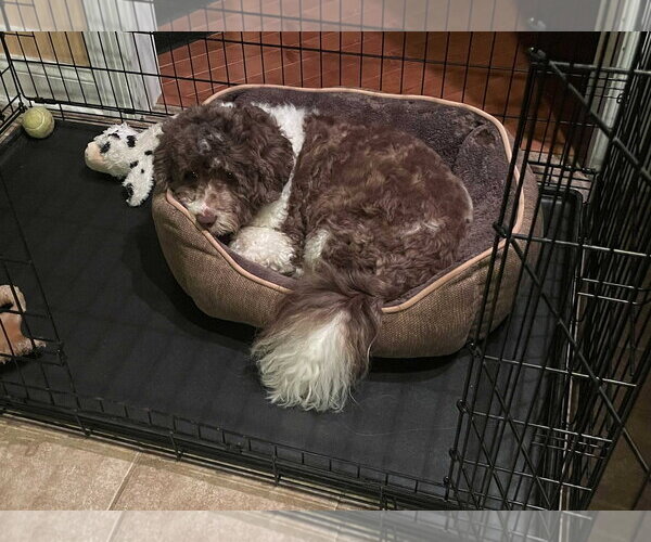 Medium Photo #3 Mutt Puppy For Sale in Cliffwood, NJ, USA