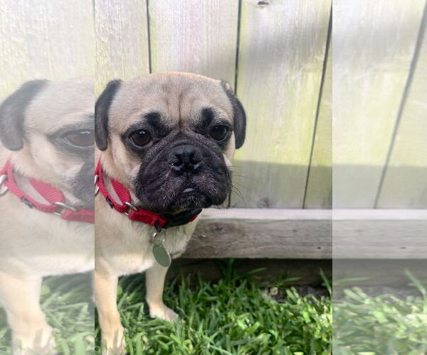 Medium Photo #6 Pug-Unknown Mix Puppy For Sale in Princeton, MN, USA