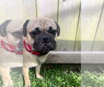 Small #5 Pug Mix