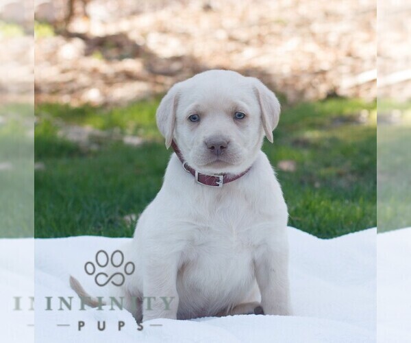 Medium Photo #2 Labrador Retriever Puppy For Sale in NARVON, PA, USA