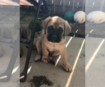 Small Photo #3 Mastiff Puppy For Sale in LAKEPORT, CA, USA