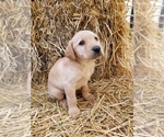 Puppy 1 Labrador Retriever