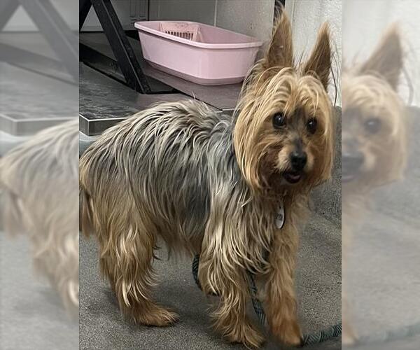 Medium Photo #1 Mutt Puppy For Sale in Forestville, MD, USA