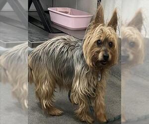 Mutt Dogs for adoption in Forestville, MD, USA