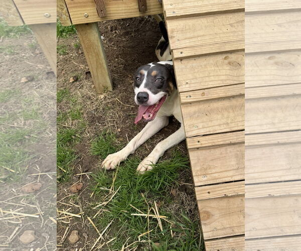 Medium Photo #2 Pointer-Unknown Mix Puppy For Sale in Jackson, MS, USA