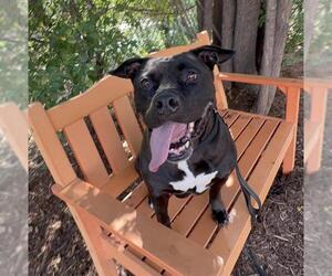 American Pit Bull Terrier Dogs for adoption in Denver, CO, USA