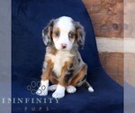 Small #3 Bernedoodle (Miniature)