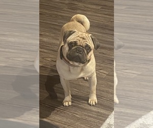Father of the Pug puppies born on 03/28/2025
