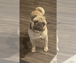 Small Photo #1 Pug Puppy For Sale in MARINETTE, WI, USA