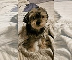 Small Mutt