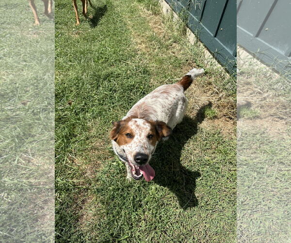 Medium Photo #3 Colonial Cocker Spaniel-Unknown Mix Puppy For Sale in Overland Park, KS, USA