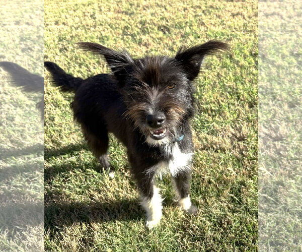 Medium Photo #6 Mutt Puppy For Sale in Boonton, NJ, USA