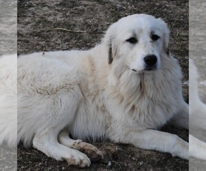 Mother of the Anatolian Shepherd-Great Pyrenees Mix puppies born on 04/26/2019