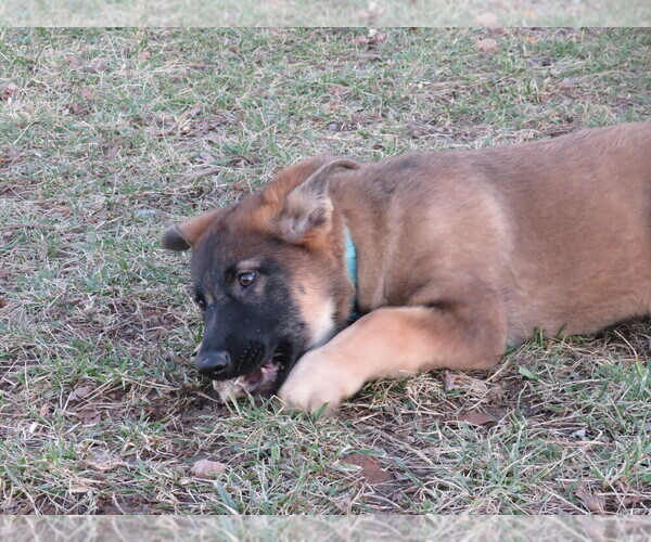 Medium Photo #3 German Shepherd Dog Puppy For Sale in NATHALIE, VA, USA