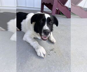 Pyrenees Border Collie Dogs for adoption in Raleigh, NC, USA